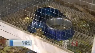 Pet Rabbit Found Decapitated In Hermitage