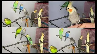 Bird stand | DIY |