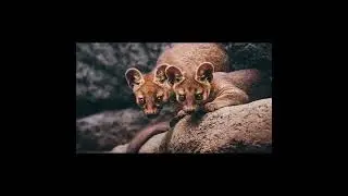 Fossa Pups are the Cutest