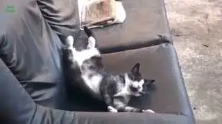 Смешные кошки_Красивые имена для кошек