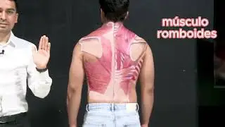 Músculos superficiales de la espalda (trapecio, romboides, dorsal ancho)
