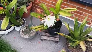 Царица ночи.Эхинопсисы.Трихоцереус  зацвел...Epiphyllum.