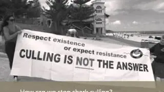 Shark Culling