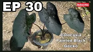 Colocasia Painted Black Gecko | JPlan Garden
