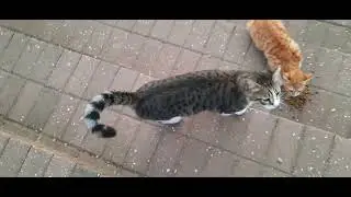 Парковый клан во главе с КОШКОЙ Томас приняли... (14-24) * 234