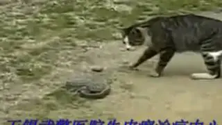 524have you ever seen a cat and snake fights Good luck