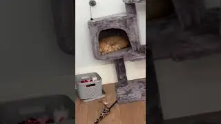 Niko is Sleeping