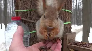Белки и новые кормушки / Squirrels and new feeders