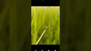 LMC 8.4 New Config Coming #gcam #lmc #shorts