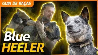 BLUE HEELER, A RAÇA QUE DOMA ATÉ ONÇA! | RICHARD RASMUSSEN