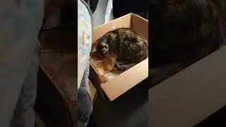 Weasley Kittens Update 16 The Good Mamma #kittens #rescue #cats #pets #animals