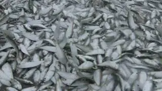 🎣 Captain Jeff's Epic Pilchard Harvest for Snook Bait Extravaganza at Fort Lauderdale Beach! 🐟🌊