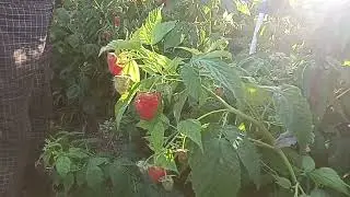 АТЛАНТ И МАПЕМА СУПЕР СОРТА ЭЛИТНОЙ МАЛИНЫ