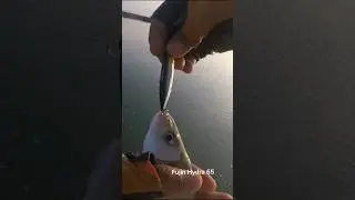 Fujin Hydra 65mm 5.5gr LRF Topwater Model Fish