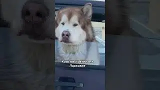 УВИДЕЛА СОБАКУ