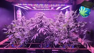 CO2 Grow Journal - Wedding Cake In Coco - Harvest Time