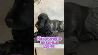 Как помыть питомца дома😉 