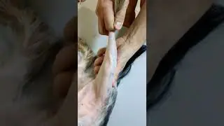 Вывих коленной чашечки у собаки