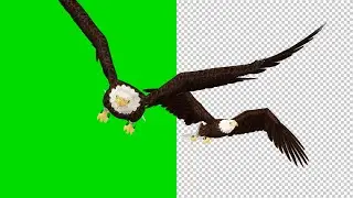 Two Bald Eagles - Flying Over Screen