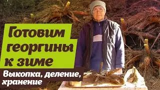 Георгины. Как выкапывать, делить и хранить