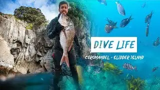 Diving Around the World | Coromandel NZ