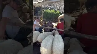 дойка овец в горах Дагестана # горы# овечий сыр# кавказ# природа#