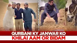 🐂 Qurbani K Janwar Ko Khilaya 🍋 Aam Or Badaam 🥜
