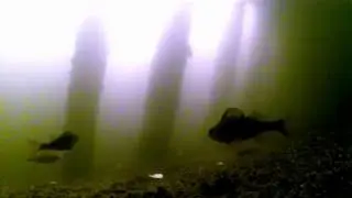 Подводный мир дамба. Отводной канал. Южное Тушино.