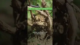 Как поливают виноград на ферме 