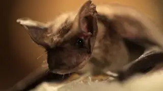 Microbat Rescue