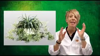 Types of Reproduction