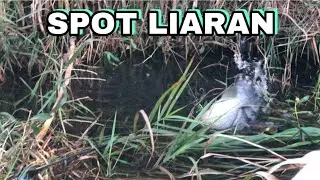 Mancing lobang ikan nila/kipuan liaran danau batur