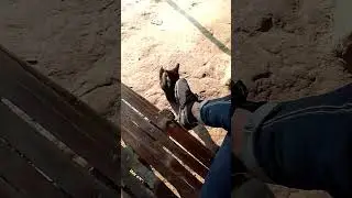 বিড়ালের মজার ফানি ভিডিও cat funny video #