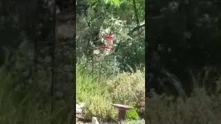HummingBirds of our garden