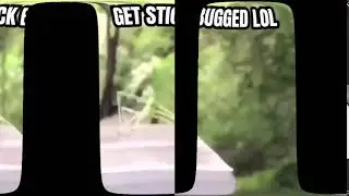 My first 360 degree video test (stickbug)