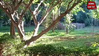 benefit of planting trees 🌴 