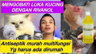 MENGOBATI KUCING LUKA DENGAN RIVANOL | Rivanol untuk kucing luka kucing borokan kucing abses dll