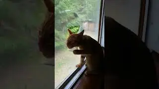 #котики
