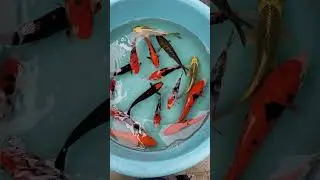 Beautiful koi fish 
