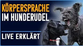 Sozialverhalten: Spiel oder nicht? Hunde verstehen - Huta Rudel live kommentiert
