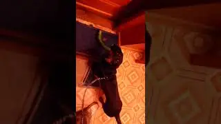 Солонешное Такса с огурцом 30 августа 2018