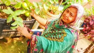 আবারও একটি পেয়ারা ছিরলাম এবং চারা বানানোর প্রস্তুতি। Rina Begum