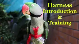 Alexandrine Parakeet - Harness Introduction and Training