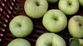 Apple variety Reverend W Wilks