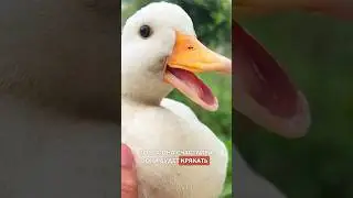 Самая дорогая домашняя утка