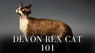 Devon Rex Cat 101 - Everything You Need to Know