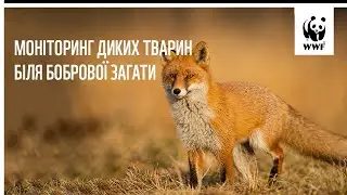 Моніторинг диких тварин біля бобрової загати