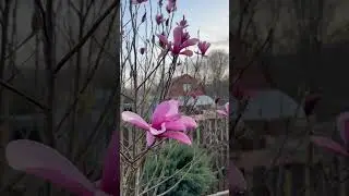 Весна