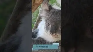 Koalas interesting 10 Facts for Kids Educational Video Australia's Beloved Marsupials 