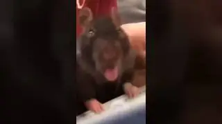 Мышка крыска крыса показывает язык мыша показала язык на видео